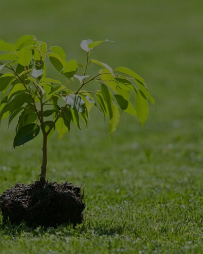 Tohum - Fide - Fidan