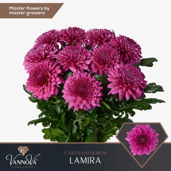 CHRYSANTHEMUM G LAMIRA