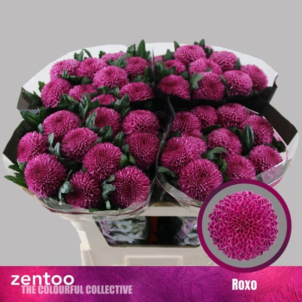 CHRYSANTHEMUM G ROXO