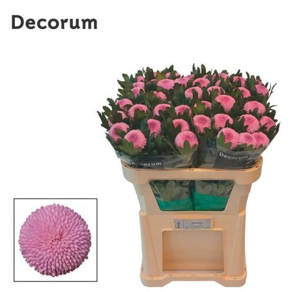 CHRYSANTHEMUM G MOMOKO