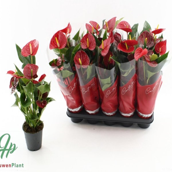 ANTHURIUM SUCCESS RED