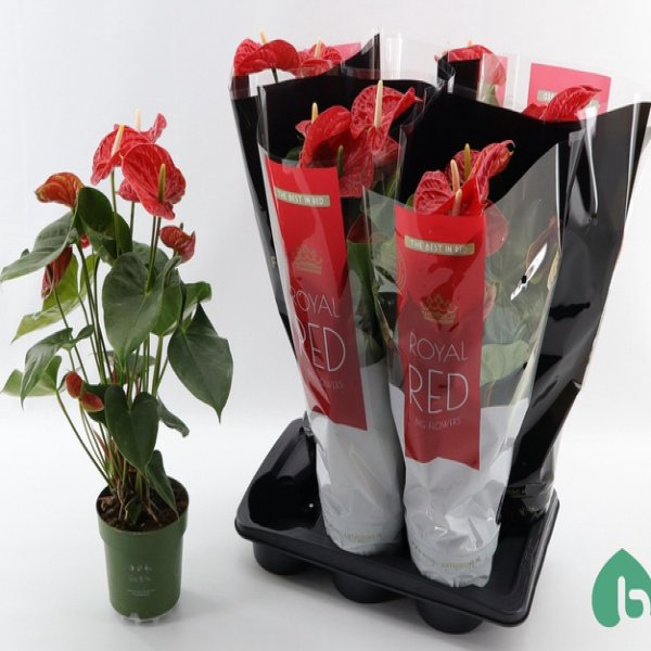 ANTHURIUM AN MADURAL