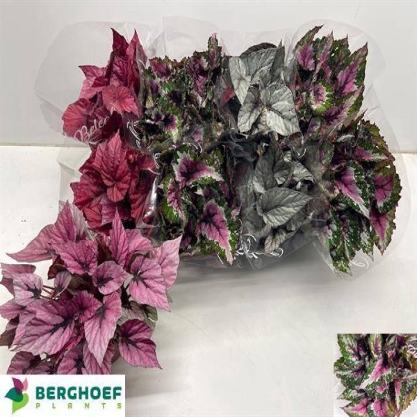 BEGONIA BELEAF