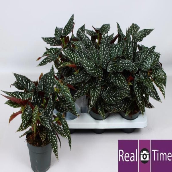 BEGONIA MACULATA SPOTLIGHT GREEN