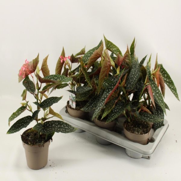 BEGONIA MACULATA WIGHTII