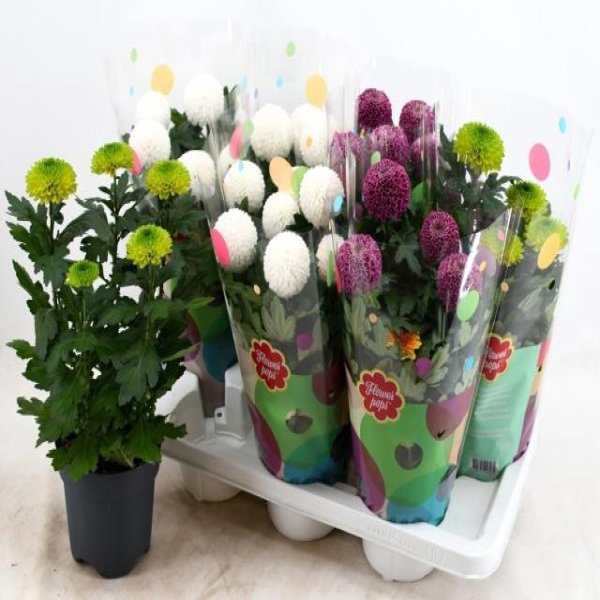 CHRYSANTHEMUM FLOWERPOPS