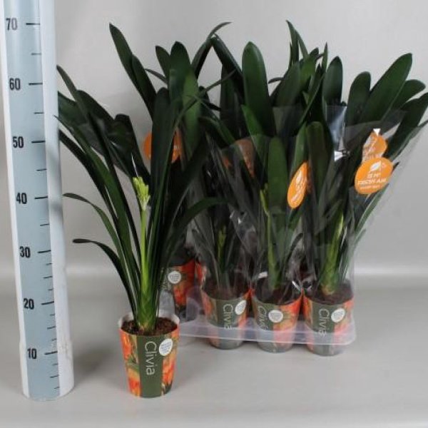 CLIVIA