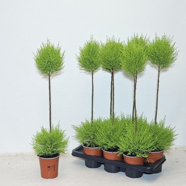CUPRESSUS MAC. GOLD WILMA