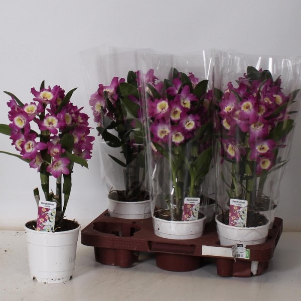 DENDROBIUM NOBILE