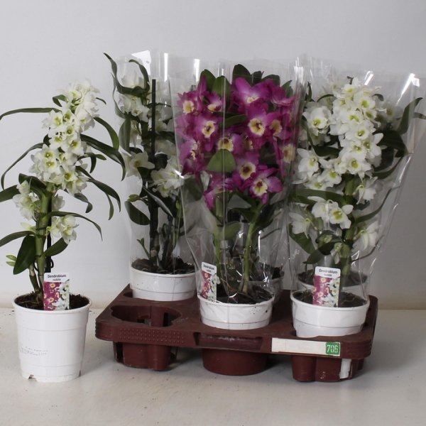 DENDROBIUM NOBILE MIX