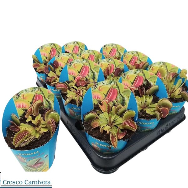DIONAEA MUSCUPILA