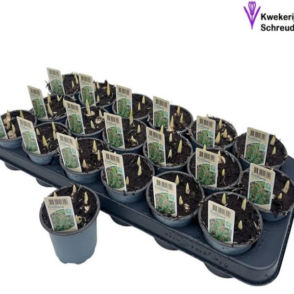 FRITILLARIA TERS LALE