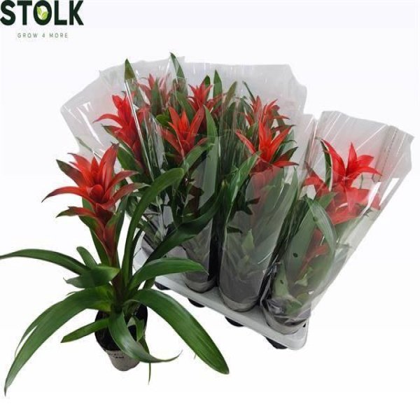 GUZMANIA AMORETTO