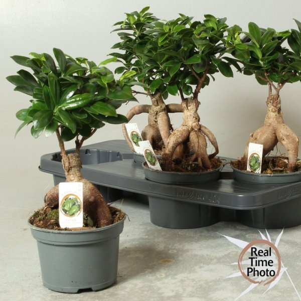 FICUS MIC. GINSENG BONSAİ