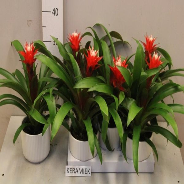 GUZMANIA HOPE