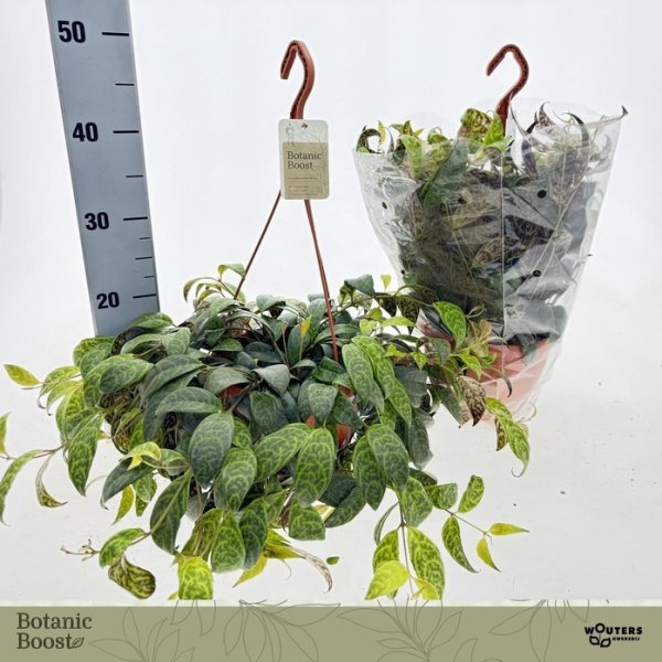 AESCHYNANTHUS MARMORATUS