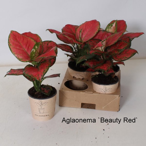 AGLAONEMA BEAUTY RED