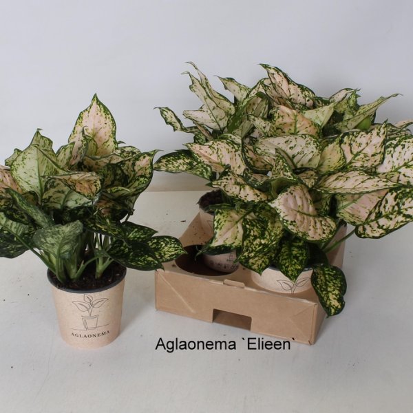 AGLAONEMA ELIEEN