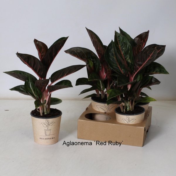 AGLAONEMA RED RUBY