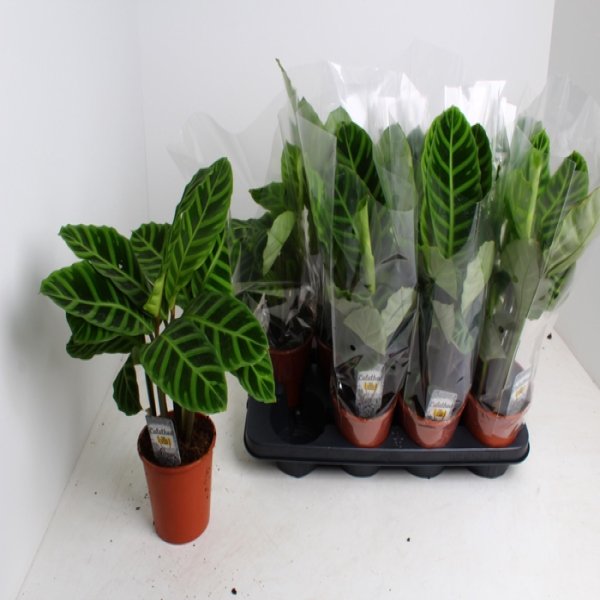 CALATHEA ZEBRINA